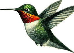 Allen's Hummingbird
