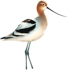 American Avocet