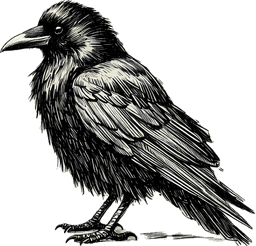 American Crow