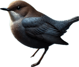 American Dipper