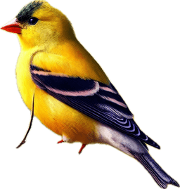 American Goldfinch