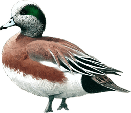 American Wigeon