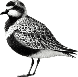 Black-bellied Plover
