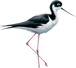 Black-necked Stilt