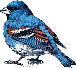 Blue Grosbeak