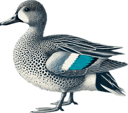 Blue-winged Teal