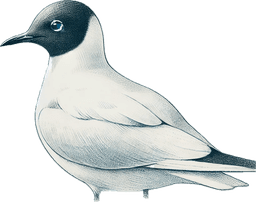 Bonaparte's Gull