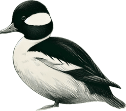 Bufflehead