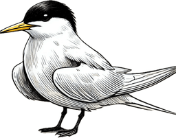 Least Tern