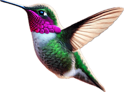 Calliope Hummingbird
