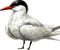 Caspian Tern