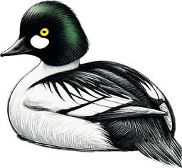 Common Goldeneye