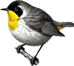 Common Yellowthroat
