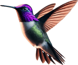 Costa's Hummingbird