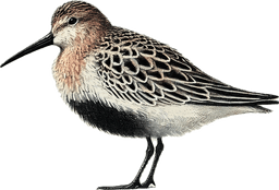 Dunlin