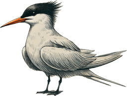 Elegant Tern