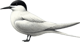 Forster's Tern