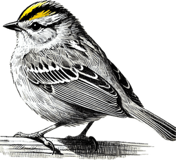 Golden-crowned Sparrow