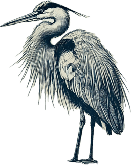Great Blue Heron