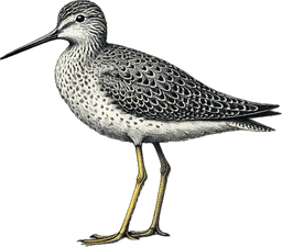 Greater Yellowlegs