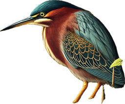 Green Heron
