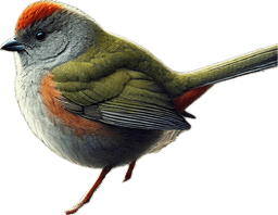 Green-tailed Towhee