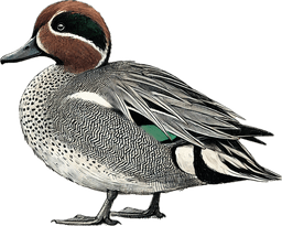 Green-winged Teal