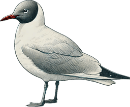Heermann's Gull