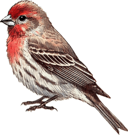 House Finch