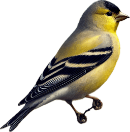 Lawrence's Goldfinch