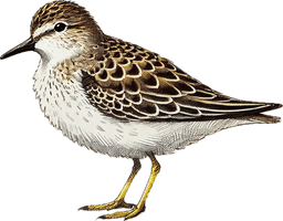 Least Sandpiper