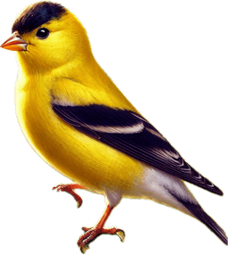 Lesser Goldfinch