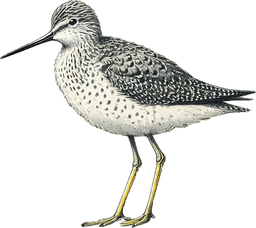 Lesser Yellowlegs