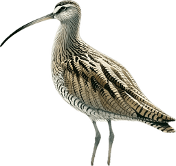 Long-billed Curlew