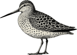 Long-billed Dowitcher