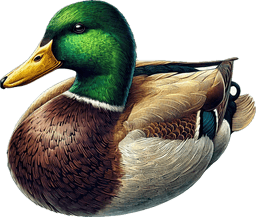 Mallard