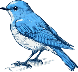 Mountain Bluebird