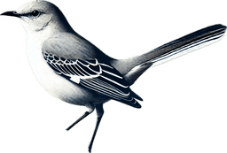 Northern Mockingbird