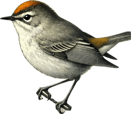 Orange-crowned Warbler