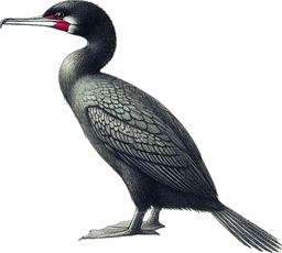 Pelagic Cormorant