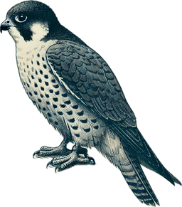 Peregrine Falcon
