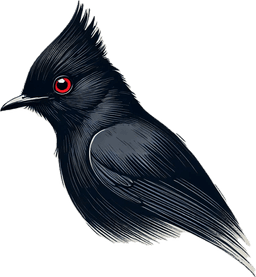 Phainopepla
