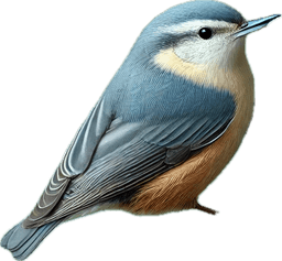 Pygmy Nuthatch