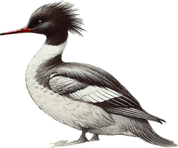Red-breasted Merganser
