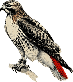 Red-tailed Hawk
