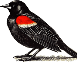 Red-winged Blackbird