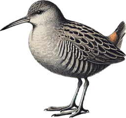 Ridgway's Rail