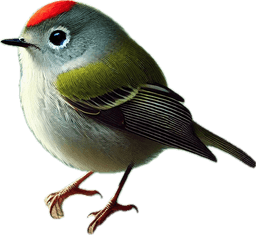 Ruby-crowned Kinglet