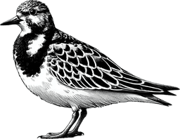 Ruddy Turnstone