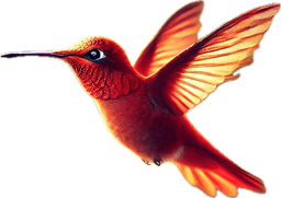 Rufous Hummingbird